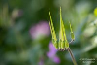 Nach der Bl&uuml;te